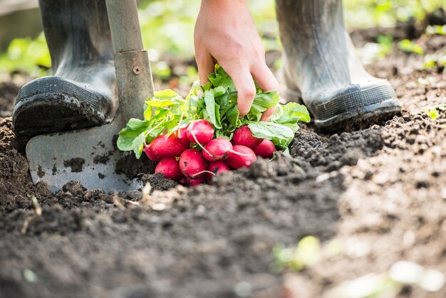 Mann Bauer hält einen Rettich. Lokale Landwirtschaft, Erntekonzept. Gartenarbeit.