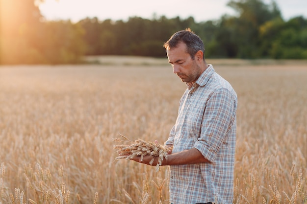 Mann-Bauer im Weizenfeld bei Sonnenuntergang. Landwirtschaft und landwirtschaftliche Ernte,