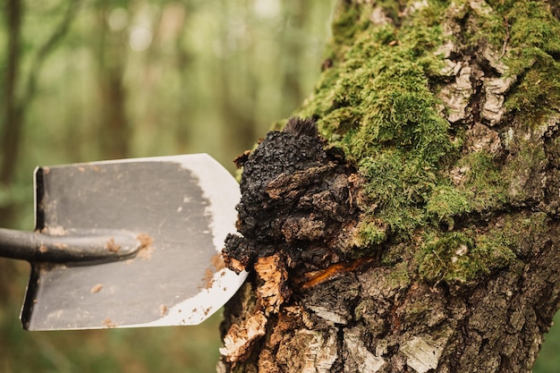 Mann-Überlebenskünstler mit einer Schaufel in den Händen, die Chaga-Pilze sammeln, die auf dem Birkenbaumstamm im Sommerwald wachsen. Wilde Rohkost Chaga parasitärer Pilz oder Pilze wird in der alternativen Medizin verwendet