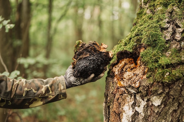 Mann-Überlebenskünstler und Sammler mit den Händen, die Chaga-Pilze sammeln, die auf dem Birkenbaumstamm im Sommerwald wachsen. Wilde Rohkost Chaga parasitärer Pilz oder Pilze wird in der alternativen Medizin verwendet