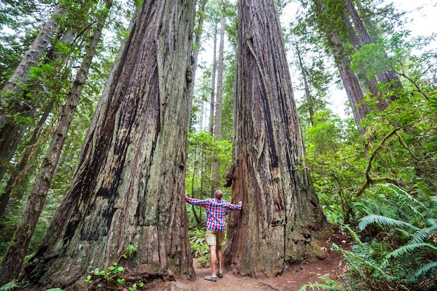 Mann, der auf Spur zwischen massiven Redwood-Bäumen im nordkalifornischen Wald, USA geht