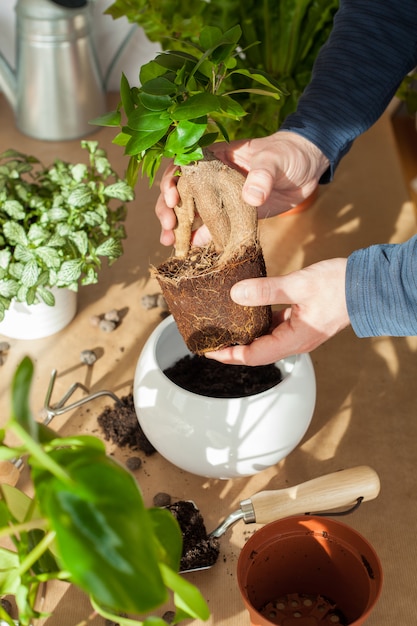 Mann, der Blumen zu Hause überzieht