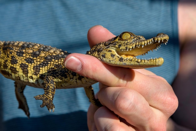 Mann, der ein Babykrokodil hält