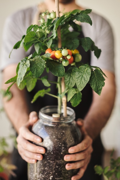 Mann, der eine hausgemachte Kirschtomatenpflanze in einem Topf mit einigen Tomaten hält. Bio-Hausgarten