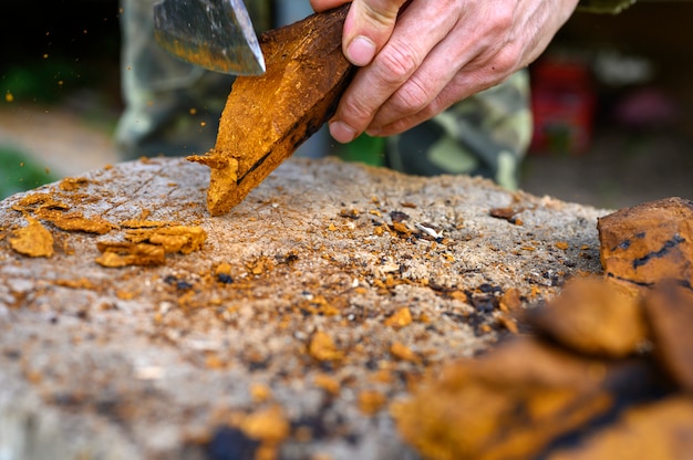 Mann, der einen Chaga-Pilz reinigt