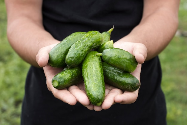 Mann, der frische Gurken hält