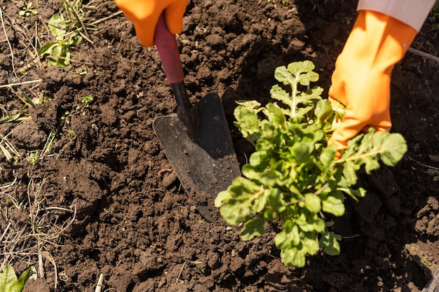 Mann, der Getreide im Garten pflanzt.