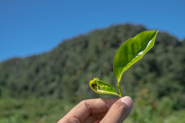 Mann, der grünes Teeblatt auf dem Teegarten während der Erntezeit hält.