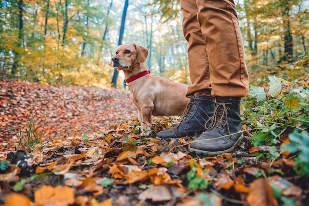 Mann, der im Herbstwald mit Hund wandert