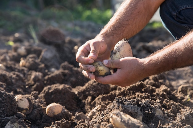 Mann, der Kartoffeln im Garten pflanzt