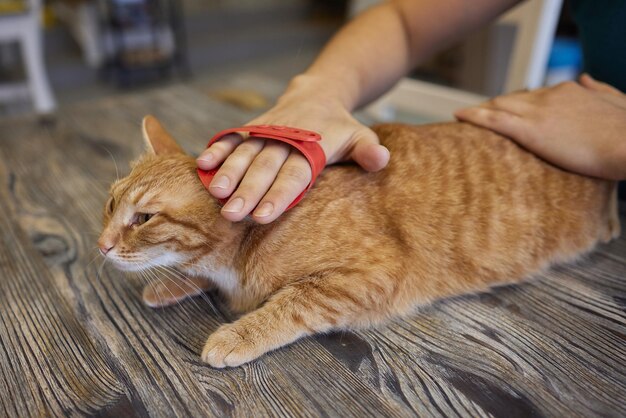 Mann, der Katze mit speziellen Handschuhen pflegt Haustierpflege