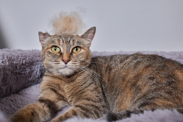 Mann, der Katze mit speziellen Handschuhen pflegt Haustierpflege