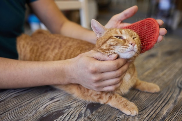 Mann, der Katze mit speziellen Handschuhen pflegt Haustierpflege
