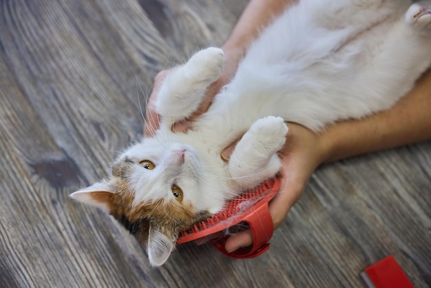 Mann, der Katze mit speziellen Handschuhen pflegt Haustierpflege