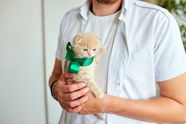 Mann, der kleines Kätzchen in der Hand hält, überraschende präsentierende Katze, Traum wahr werden lässt