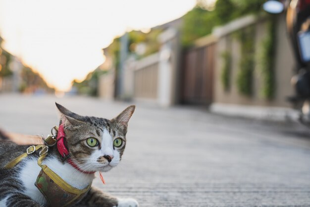 Mann, der Leine für Hund und Katze in der Hand hält. Nahaufnahmefokushand und unscharfer Hintergrund für Tierbildkonzept.