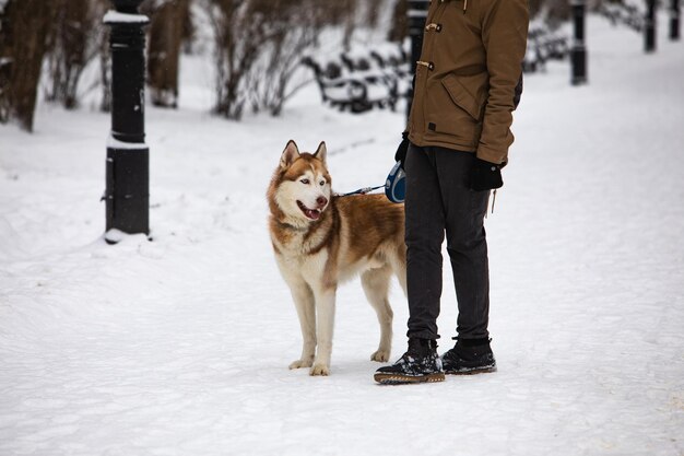 Mann, der mit braunem Husky-Hund durch den verschneiten Winterpark geht