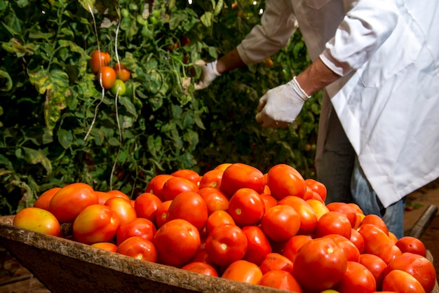 Mann, der organische reife Tomaten pflückt und die Schubkarre einsetzt.