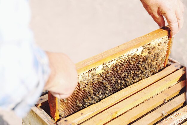 Mann, der Rahmen mit Bienenwabe aus Bienenstock herausholt