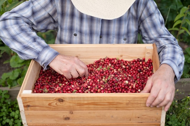 Mann, der rote reife Preiselbeeren mit Tannennadeln überprüft