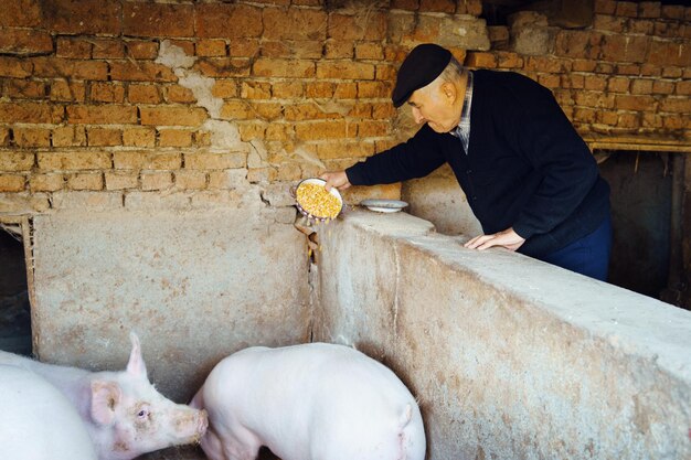 Foto mann, der schweine füttert