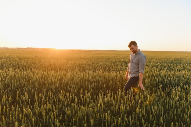 Mann, der während des Sonnenuntergangs im Weizen spaziert und die Ernte berührt