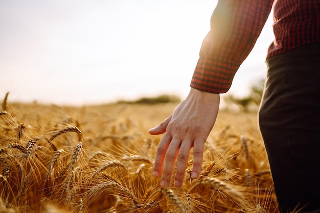 Mann, der während des Sonnenuntergangs in Weizen geht und die Ernte berührt Landwirtschaftliches Wachstum und landwirtschaftliches Geschäft