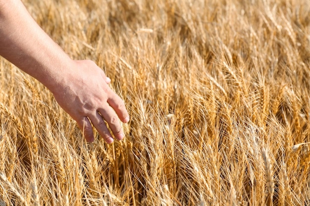 Mann, der Weizenährchen im Feld in der Nähe berührt