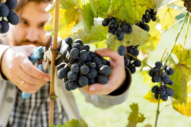 Mann ernten reife schwarze Trauben am Weinstock. Männliche Hände pflücken Herbsttrauben ernten für die Weinherstellung im Weinberg. Cabernet Sauvignon, Merlot, Pinot Noir, Rebsorte Sangiovese.