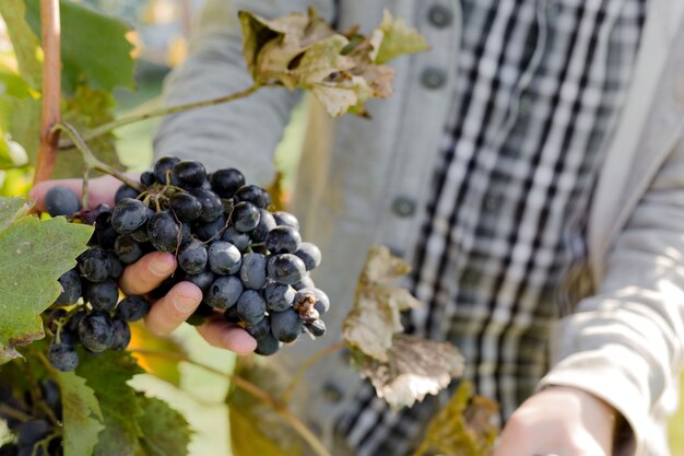 Mann ernten reife schwarze Trauben am Weinstock. Männliche Hände pflücken Herbsttrauben ernten für die Weinherstellung im Weinberg.