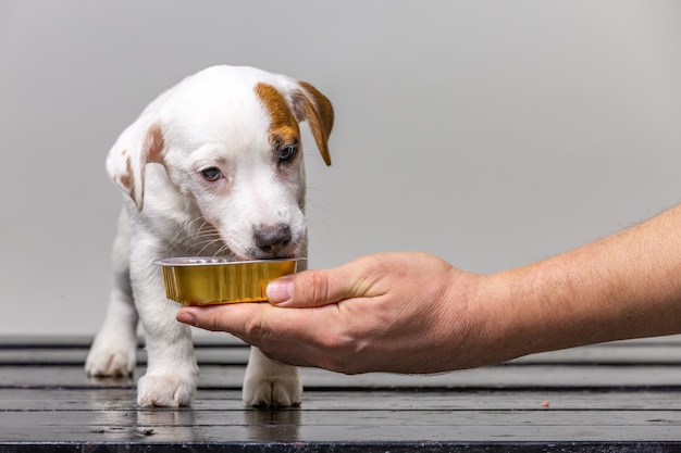 Mann füttert kleinen niedlichen Jack Russel Welpen aus der Hand