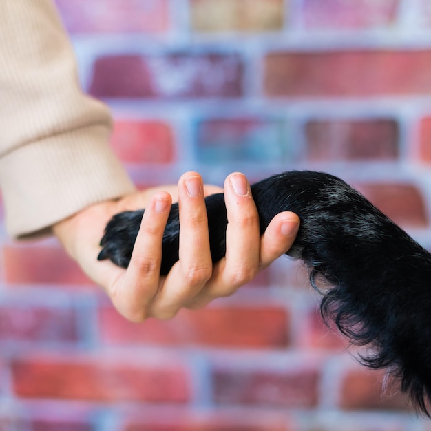 Mann hält die Hundepfote mit Liebe, die Mudi-Hund auf einem Backsteinhintergrund füttert