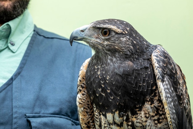 Mann hält einen Adler mit schwarzer Brust