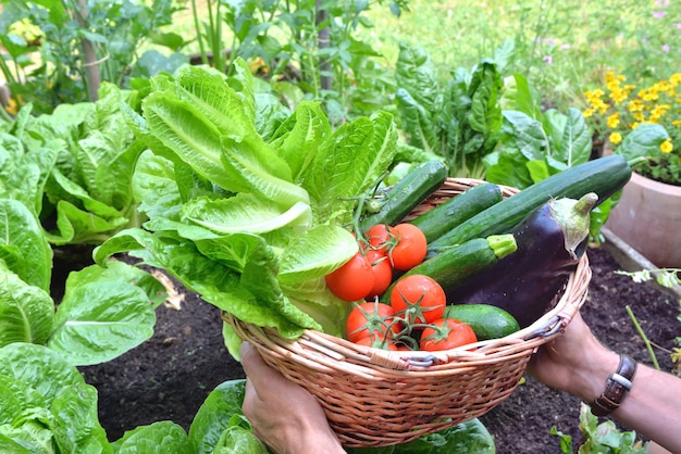 Mann hält einen Korb gefüllt mit frisch gepflücktem Gemüse der Saison im Garten