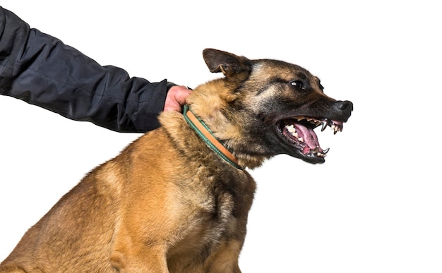 Foto mann hält halsband und leine von malinois mit stahlzähnen gegen