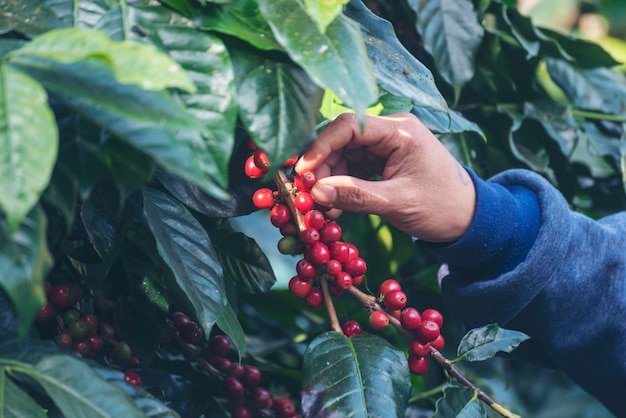 Mann Hände ernten Kaffeebohne reif Rote Beeren pflanzen frische Samen Kaffeebaum Wachstum in grünen Öko-Biobauernhof Nahaufnahme Hände ernten rote reife Kaffeesamen Robusta Arabica Beeren Ernte Kaffeefarm