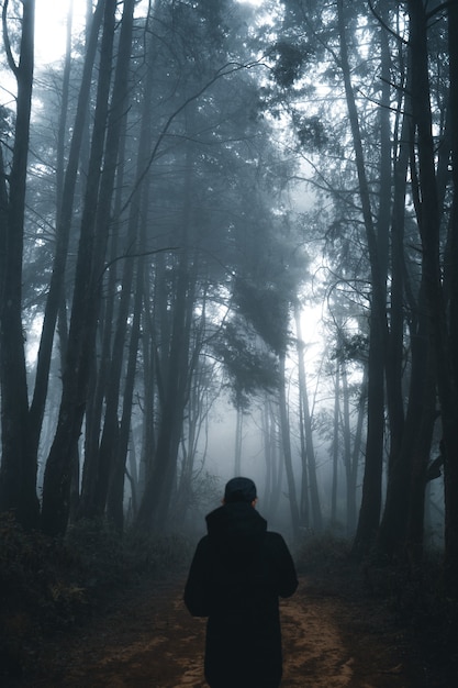 Mann im dunklen Wald, Nebel und Kiefernwald im tropischen Winterwald, Nebel und Kiefer