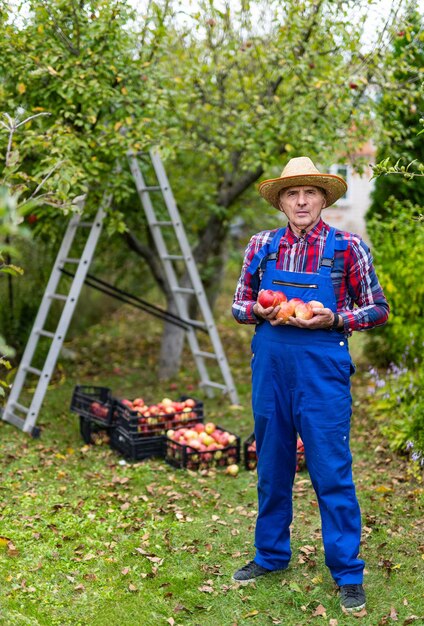 Mann im Obstgarten, der mit Äpfeln in den Händen steht. Organische landwirtschaftliche Obsternte durch hübschen Mann.