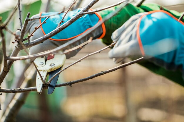 Mann in Handschuhen schneidet Äste von einem Baum, der sich um den Garten kümmert