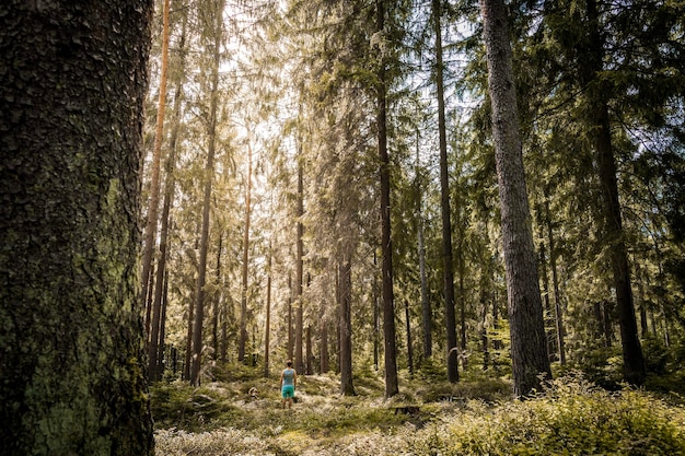 Mann in Shorts steht unter Pinien im Wald