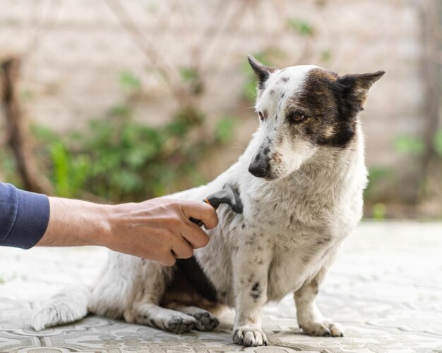 Mann kämmt kleinen schwarz-weißen Hund mit einer Fellbürste