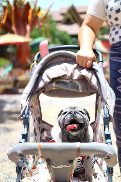 Foto mann mit hund auf fahrrad