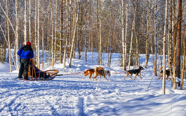 Mann mit Husky-Familienhundeschlitten im Winter Rovaniemi in Finnland in Lappland. Personen- und Hundeschlittenfahrt in Norwegen. Tierschlittenfahrt auf finnischer Farm, Weihnachten. Schlitten. Safari auf Schlitten und Alaska-Landschaft.