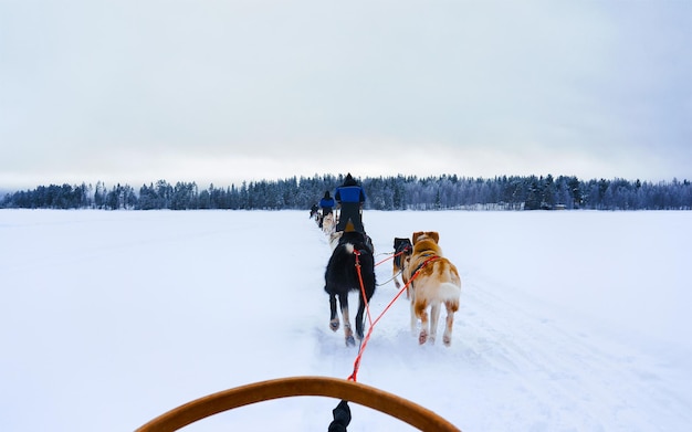 Mann mit Husky-Familienhundeschlitten im Winter Rovaniemi in Finnland in Lappland. Personen- und Hundeschlittenfahrt in Norwegen. Tierschlittenfahrt auf finnischer Farm, Weihnachten. Schlitten. Safari auf Schlitten und Alaska-Landschaft.