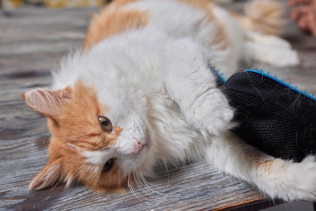 Mann pflegt Katze mit speziellen Handschuhen. Haustierpflege