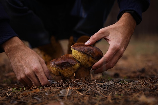 Mann pflückt Pilze im Herbstwald in der Nähe