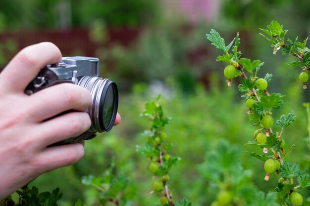 Mann schießt Stachelbeerstrauch im grünen Sommergarten