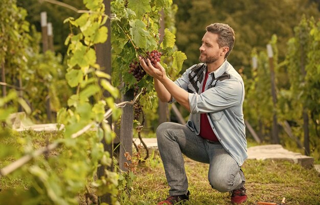 Mann schneidet Weinrebe mit Gartenschere Traubenfarm