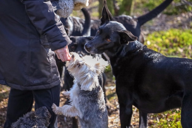 Foto mann steht mit hund