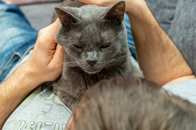 Mann streichelt Heimtier, graue Katze mit Händen